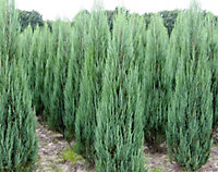 Direct Plants Juniperus 'Blue Arrow' Rocky Mountain Juniper Conifer Tree 50-60cm Tall Supplied in a 3L Pot
