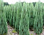 Direct Plants Juniperus 'Blue Arrow' Rocky Mountain Juniper Conifer Tree 50-60cm Tall Supplied in a 3L Pot