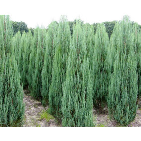 Direct Plants Juniperus 'Blue Arrow' Rocky Mountain Juniper Conifer Tree 50-60cm Tall Supplied in a 3L Pot