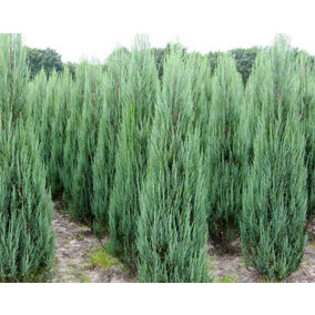 Direct Plants Juniperus The Skyrocket Tree, Rocky Mountain Juniper 3-4ft Tall Supplied in a 7.5 Litre Pot