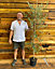 Direct Plants Large Olea Europaea Olive Tree 5-6ft Tall Supplied in a 7.5 Litre Pot