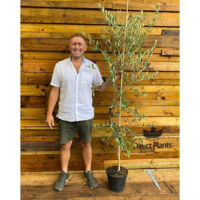 Direct Plants Large Olea Europaea Olive Tree 5-6ft Tall Supplied in a 7.5 Litre Pot