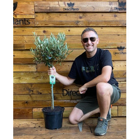 Direct Plants Large Standard Olive Tree 3ft With Chunky Lollipop Head Supplied in a 7.5 Litre Pot