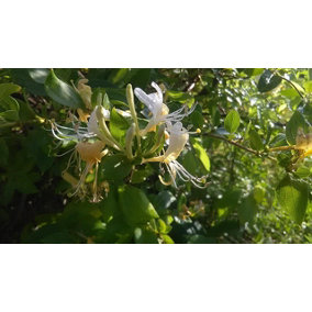 Direct Plants Lonicera Halliana Evergreen Honeysuckle Fragrant Climbing Plant 3-4ft Supplied in a 3 Litre Pot