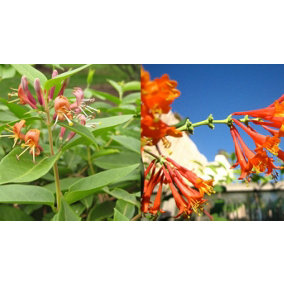 Direct Plants Lonicera Henryii Evergreen Honeysuckle Plant 3-4ft Supplied in a 3 Litre Pot