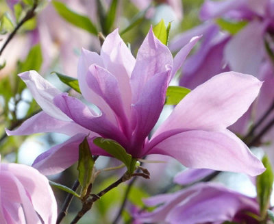 Direct Plants Magnolia Betty 6ft Purple Pink Flowering Tree 7.5L Pot