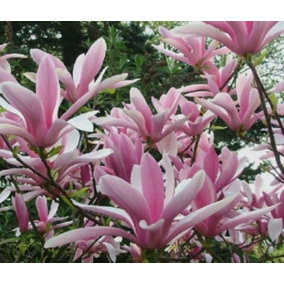Direct Plants Magnolia Betty Tree Plant Deep Pink Flowers 4-5ft Supplied in 3 Litre