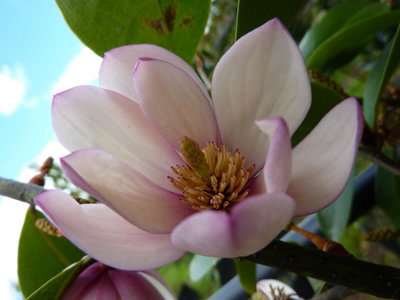 Direct Plants Magnolia Fairy Blush Pink Evergreen Magnolia Tree 