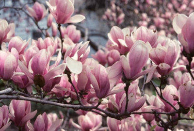 Direct Plants Magnolia Soulangeana Tree Plant Tulip Shaped Pink Flowers ...