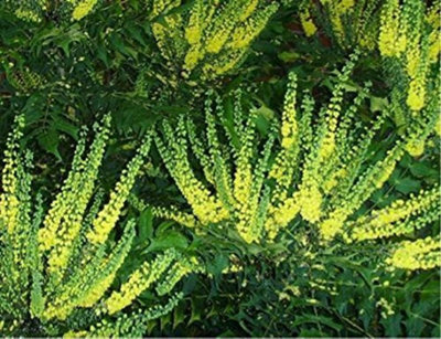 Direct Plants Mahonia Winter Sun Evergreen Winter Flowering Shrub Plant 30-40cm