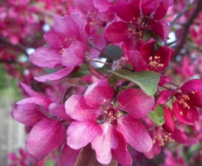 Direct Plants Malus Director Moorland Flowering Crab Apple Tree 6ft ...