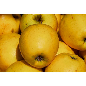 Direct Plants Malus Golden Delicious Apple Fruit Tree 100-120cm Supplied in a 5 Litre Pot mm106 Rootstock