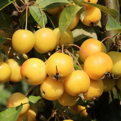 Direct Plants Malus x Zumi Golden Hornet Crab Apple Tree 5-6ft Supplied in a 10 Litre Pot