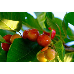 Direct Plants Merton Glory Cherry Fruit Tree 5-6ft Supplied in a 7.5 Litre Pot
