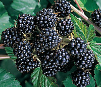 Direct Plants Merton Thornless Blackberry Fruit Plant Large 1-2ft Supplied in a 2/3 Litre Pot