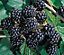 Direct Plants Merton Thornless Blackberry Fruit Plant Large 1-2ft Supplied in a 2/3 Litre Pot
