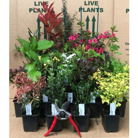 Direct Plants Mixed Garden Shrub Selection, Pack of 10 Supplied in 9cm Pots