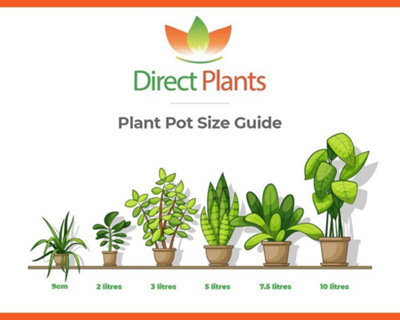 Direct Plants Mixed Garden Shrub Selection, Pack of 5 Established Plants Supplied in 9cm Pots