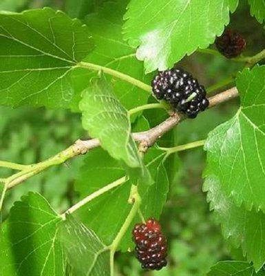 Direct Plants Morus Nigra Black Mulberry Fruit Tree 3-4ft Supplied in a 3 Litre Pot