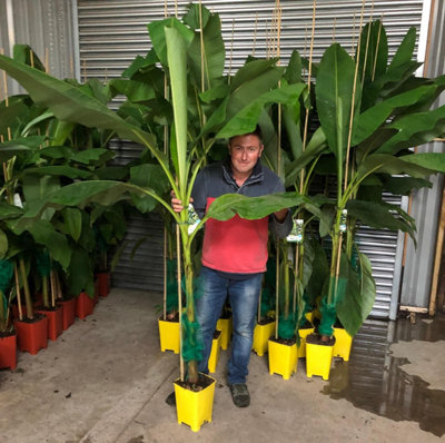 Direct Plants Musa Basjoo Fully Hardy Banana Fruit Tree 60-80cm Tall in a 3 Litre Pot