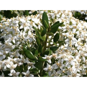 Direct Plants Olearia Haastii Daisy Bush Large 40-50cm Evergreen Flowering Shrub Plant Supplied in a 3 Litre Pot