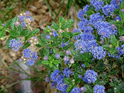 Direct Plants Pack of 3 Ceanothus Concha Blue California Lilac Shrub Plants