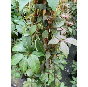 Direct Plants Parthenocissus Henryana Chinese Virginia Creeper Extra Large 3-4ft Supplied in a 3 Litre Pot