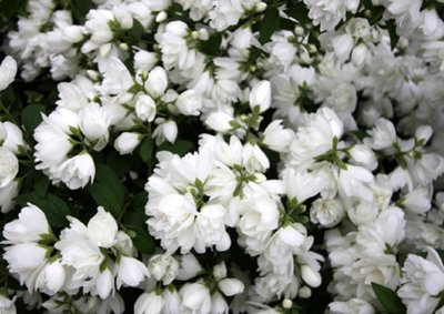 Image of Snowbelle mock orange in a pot