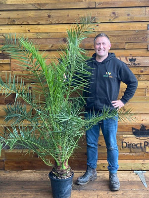 Direct Plants Phoenix Date Palm Tree 6ft Plant in a 8 Litre Pot DIY at B&Q