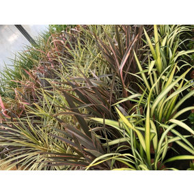 Direct Plants Phormium Evening Glow Striped Evergreen Specimen Shrub Plant Large 50-60cm Tall Supplied in a 5 Litre Pot
