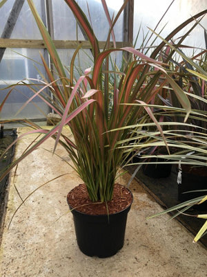 Direct Plants Phormium Jester New Zealand Flax Evergreen Specimen Shrub Plant Large 60-70cm Tall Supplied in a 7.5 Litre Pot