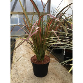 Direct Plants Phormium Jester New Zealand Flax Evergreen Specimen Shrub Plant Large 60-70cm Tall Supplied in a 7.5 Litre Pot