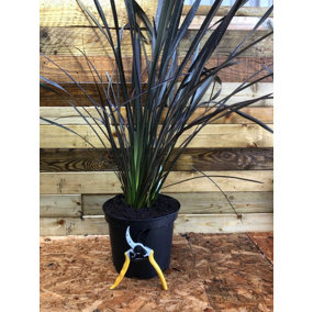 Direct Plants Phormium Platts Black New Zealand Flax Evergreen Specimen Shrub Plant Large 60-70cm Tall Supplied in a 5 Litre Pot