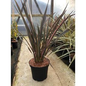 Direct Plants Phormium Sundowner Evergreen Shrub Plant Large 60-70cm Tall in a 5 Litre Pot