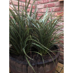 Direct Plants Phormium Surfer New Zealand Flax Evergreen Specimen Shrub Plant Large 30-40cm Tall Supplied in a 5 Litre Pot