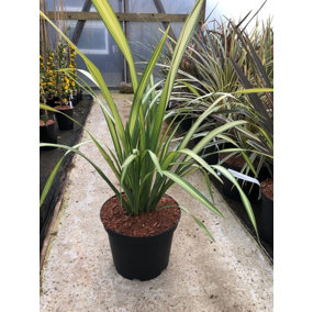 Direct Plants Phormium Yellow Wave Striped Evergreen Specimen Shrub 40-50cm Plant in a 5 Litre Pot