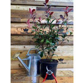 Direct Plants Photinia Carre Rouge Red Robin Plant Large 50-60cm Tall in a 3 Litre Pot