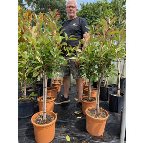Direct Plants Photinia Red Robin Standard Tree 4ft+ Tall Supplied in a 10 Litre Pot