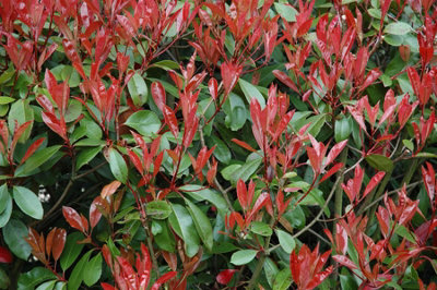 Direct Plants Photinia Red Robin Standard Tree 4ft+ Tall Supplied in a 10 Litre Pot