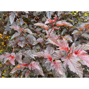 Direct Plants Physocarpus Lady in Red Shrub 3-4ft Tall Supplied in a 3 Litre Pot