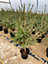 Direct Plants Picea Abies The Norway Spruce Christmas Tree 2.5-3ft Tall in a 5 Litre Pot