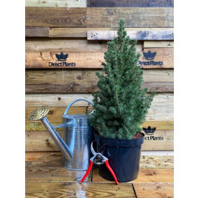 Direct Plants Picea Conica Glauca Alberta Spruce Dwarf Christmas Tree 40-50cm Large Tree in a 5 Litre Pot