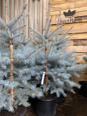 Direct Plants Picea Pungens Edith Blue Colorado Spruce Tree 130-150cm ...