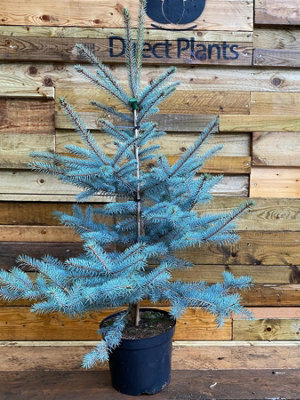Direct Plants Picea Pungens Blue Colorado Spruce Tree 2.5-3ft Large in a Litre Pot | DIY at B&Q