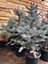 Direct Plants Picea Pungens Fat Albert Blue Colorado Spruce Tree 120-130cm Tall in a 15 Litre Pot