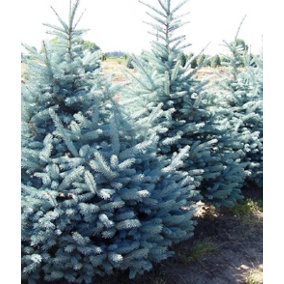 Direct Plants Picea Pungens Fat Albert Blue Colorado Spruce Tree 2.5-3ft Tall in a 7.5 Litre Pot