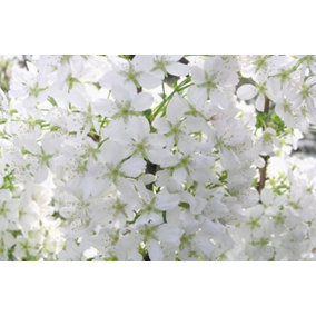 Direct Plants Prunus Brilliant White Dwarf Patio Flowering Cherry Tree 3-4ft Supplied in a 5 Litre Pot