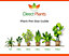 Direct Plants Prunus Czar Plum Fruit Tree 4-5ft Supplied in a 5 Litre Pot