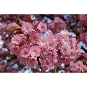 Direct Plants Prunus Kanzan Japanese Flowering Cherry Tree 7-8ft Tall Supplied in a 10 Litre Pot