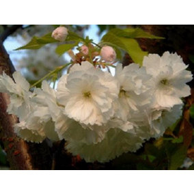 Direct Plants Prunus Longipes Blushing Bride Flowering Cherry Tree 5-6ft Supplied in a 7.5 Litre Pot